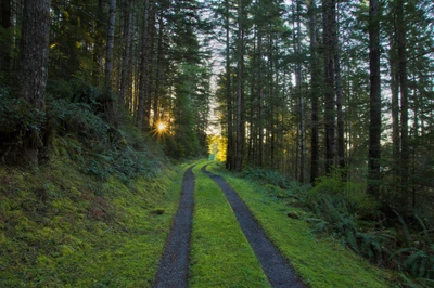 Caminho ensolarado através de uma floresta de coníferas temperada