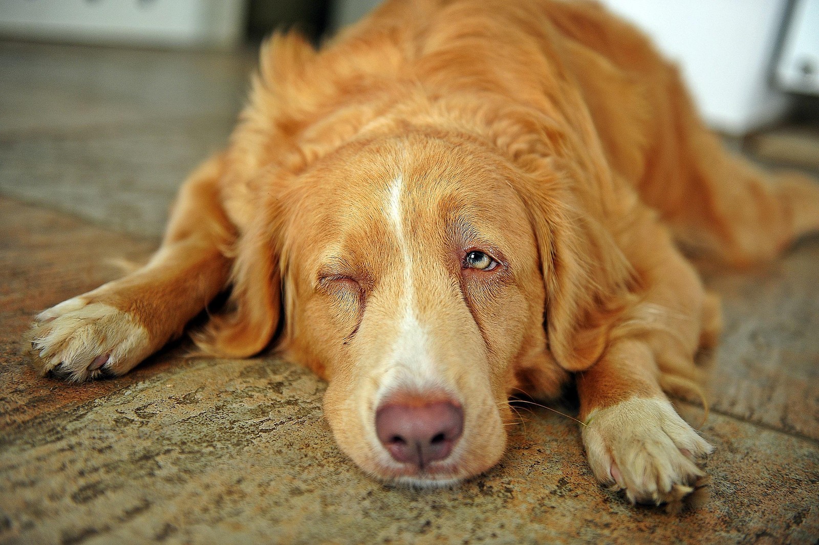 Há um cachorro deitado no chão (cachorro, raça de cachorro, retriever da nova escócia, retriever, nariz)