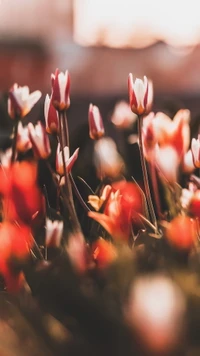 Fleurs colorées dans un paysage naturel