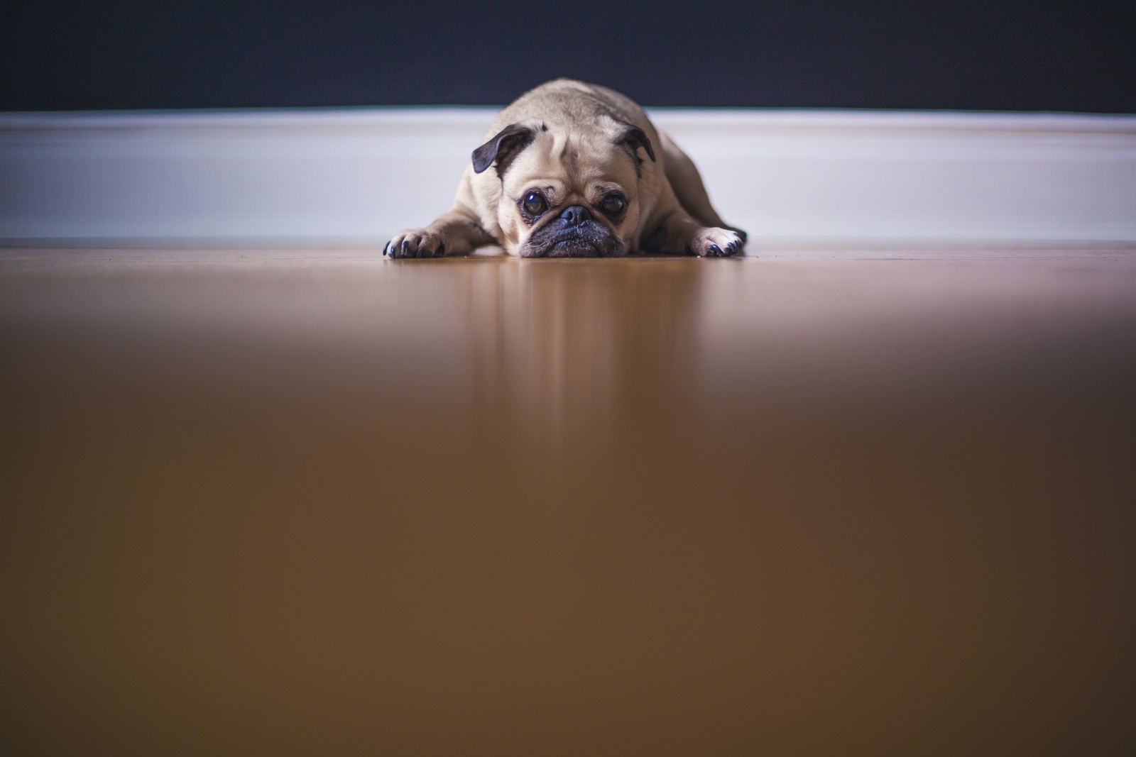 Hay un perro pequeño acostado en el suelo (pug albaricoque, en el suelo, perro mascota, mirar fijamente, canino)