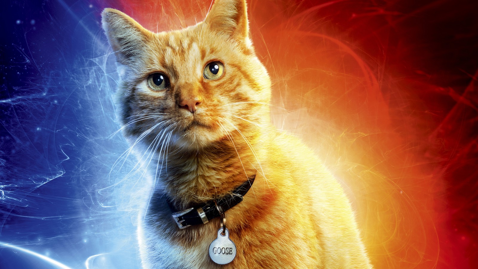 captain marvel movie, movie, goose the cat Download Wallpaper