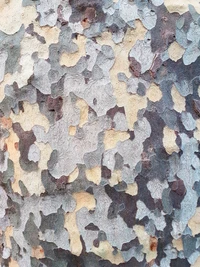 Écorce texturée présentant un motif de camouflage naturel dans des tons terreux.