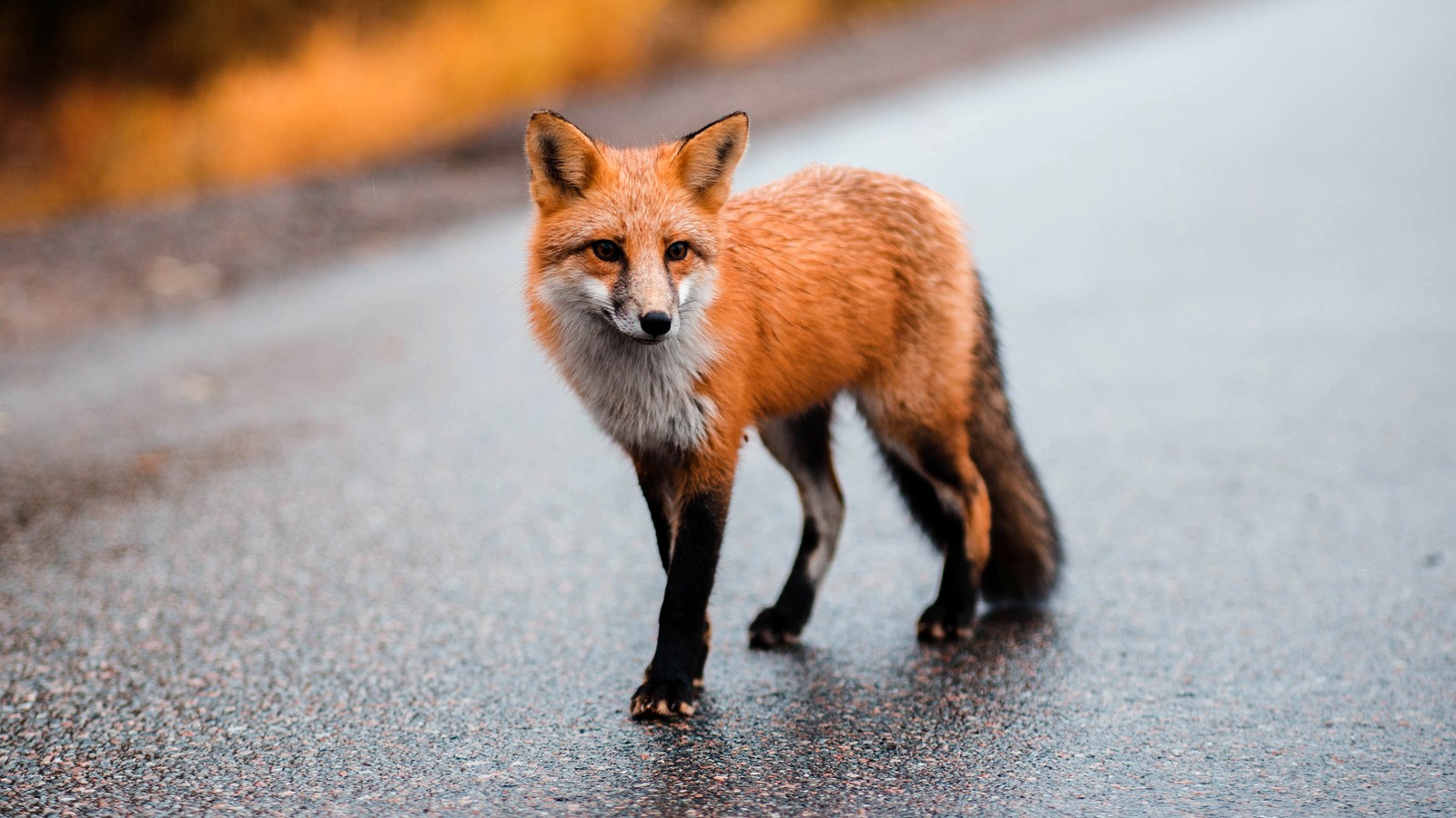 Un zorro árafe de pie al lado de una carretera en medio del día (rojo, zorro, animales)