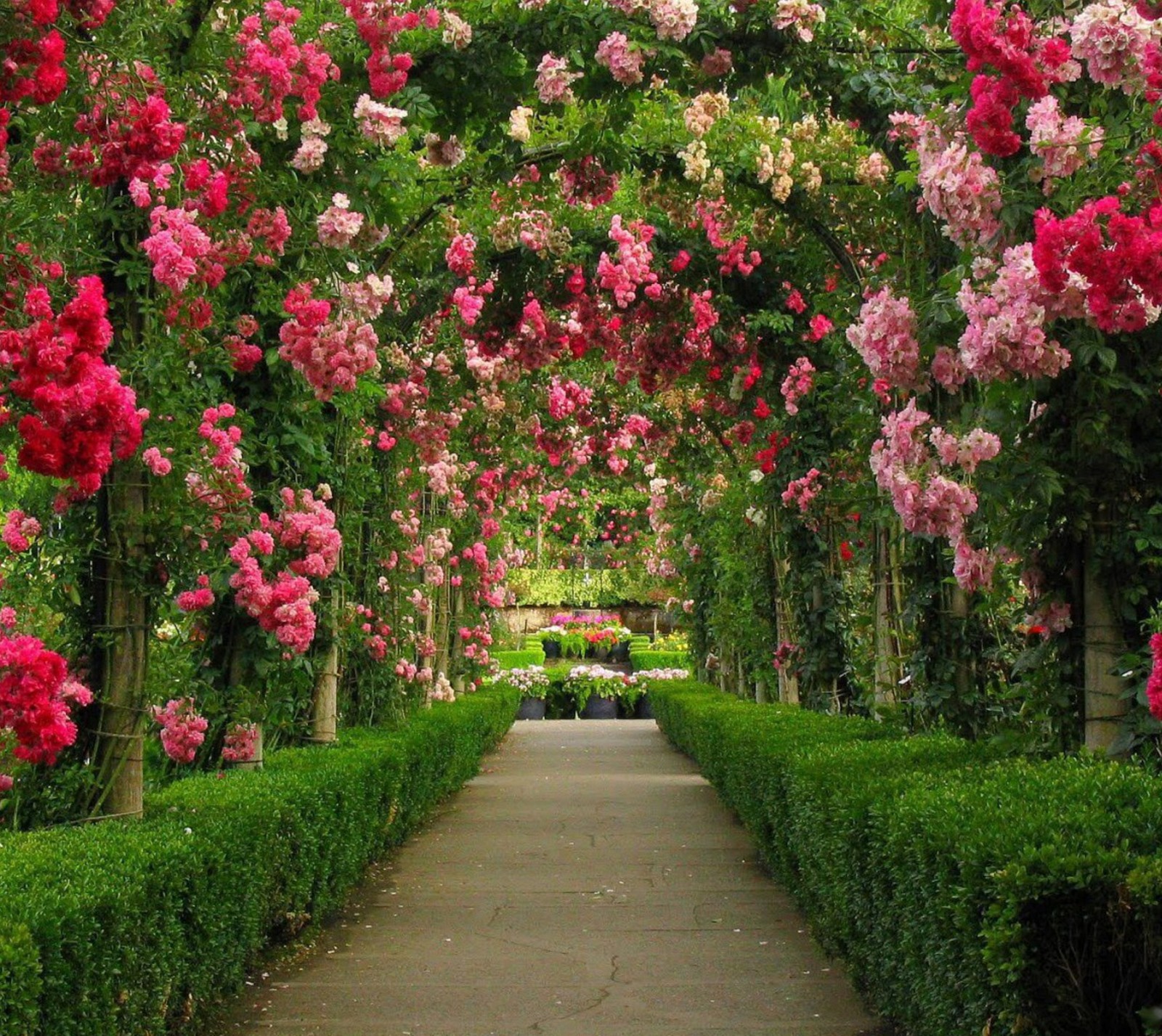 Un camino pavimentado con rosas rosas y rojas y setos (flores, jardín, túnel)