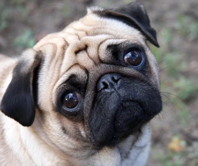 cachorrinho, diversão, animal de estimação, triste