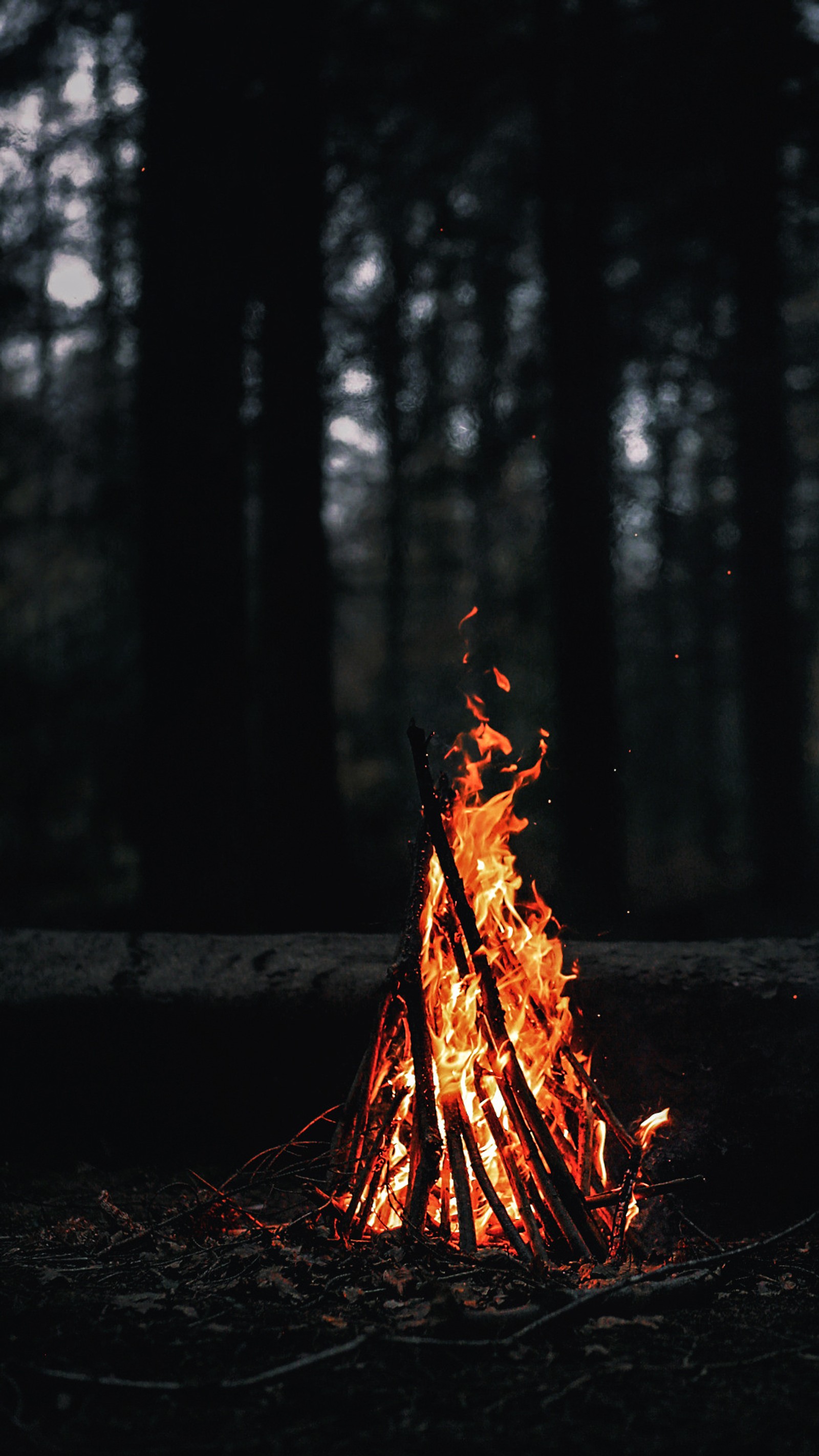 Un feu qui brûle dans l'obscurité de la forêt (feu, hd, arbre)