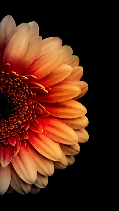 daisy, gerbera