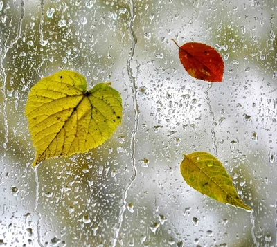 automne, gouttes, feuille, fenêtres