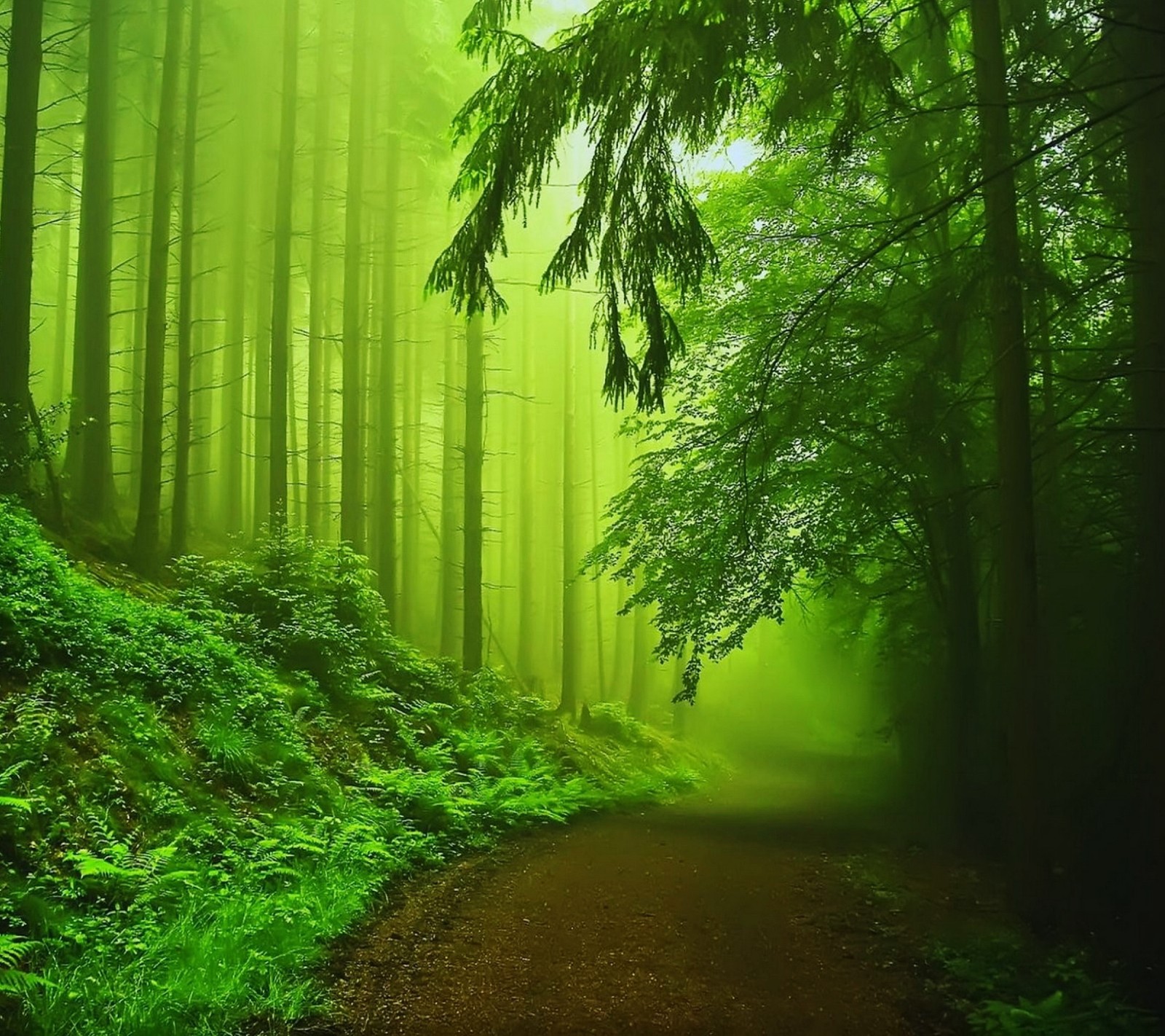 Un gros plan d'un chemin dans une forêt avec un brouillard vert (brumeux, forêt, jungle, brume, route)