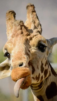 tiere, giraffe, zoo