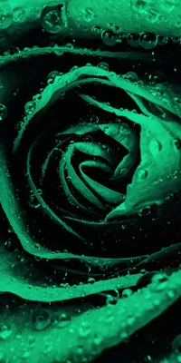 flower, green, rose wallpaper