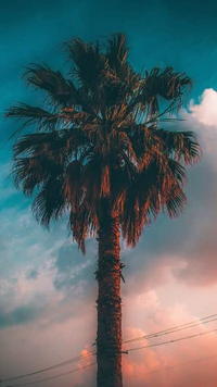 palm tree, summer, sunset wallpaper