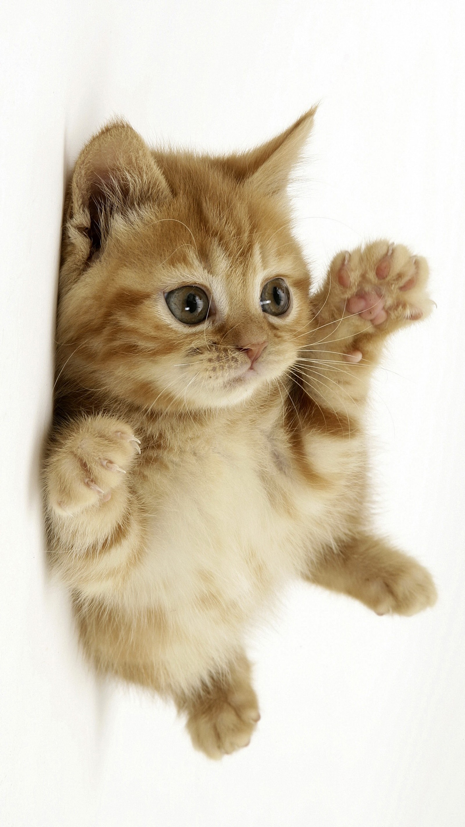 Un petit chaton regarde la caméra en levant les yeux (animaux, chat, mignon, chaton)