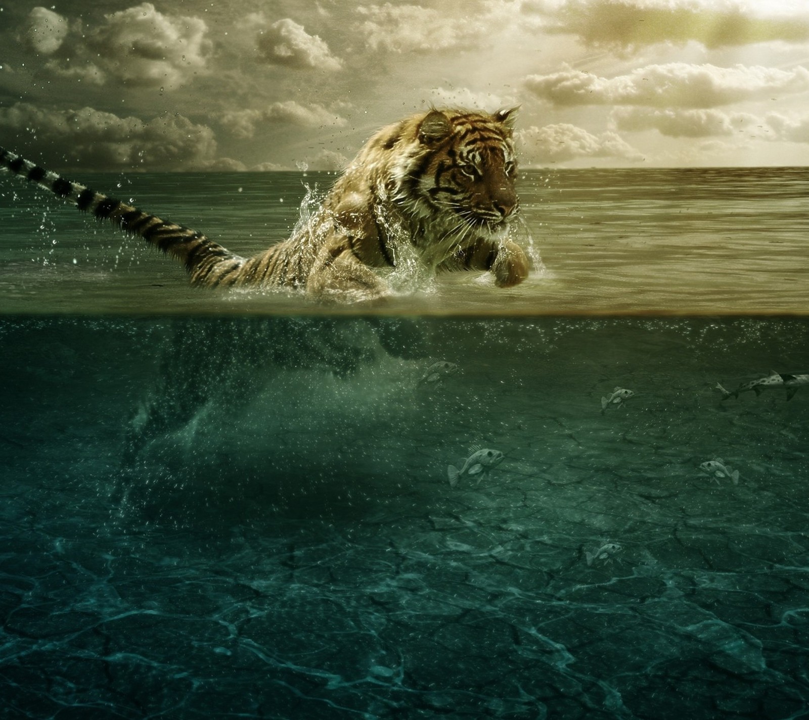 Un tigre dans l'eau avec un ciel nuageux et un poisson (eau, animal, saut, tigre)