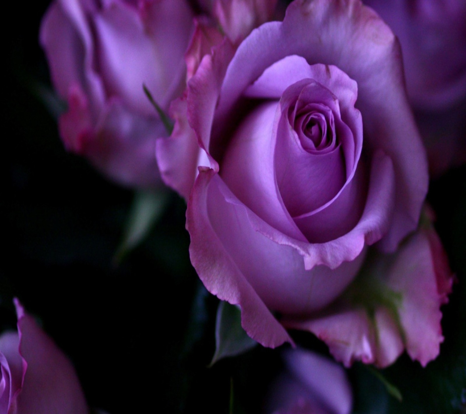 Rosas roxas em um vaso com folhas verdes e fundo escuro (roxo, rosa)