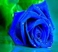 bleu, rose