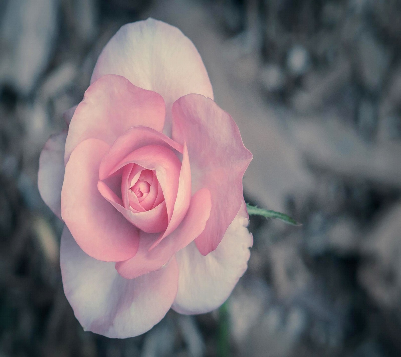 Uma rosa pink que está florescendo na terra (rosa)