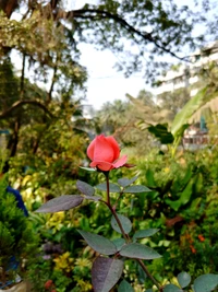 Rosa pink vibrante em meio à exuberante vegetação do jardim