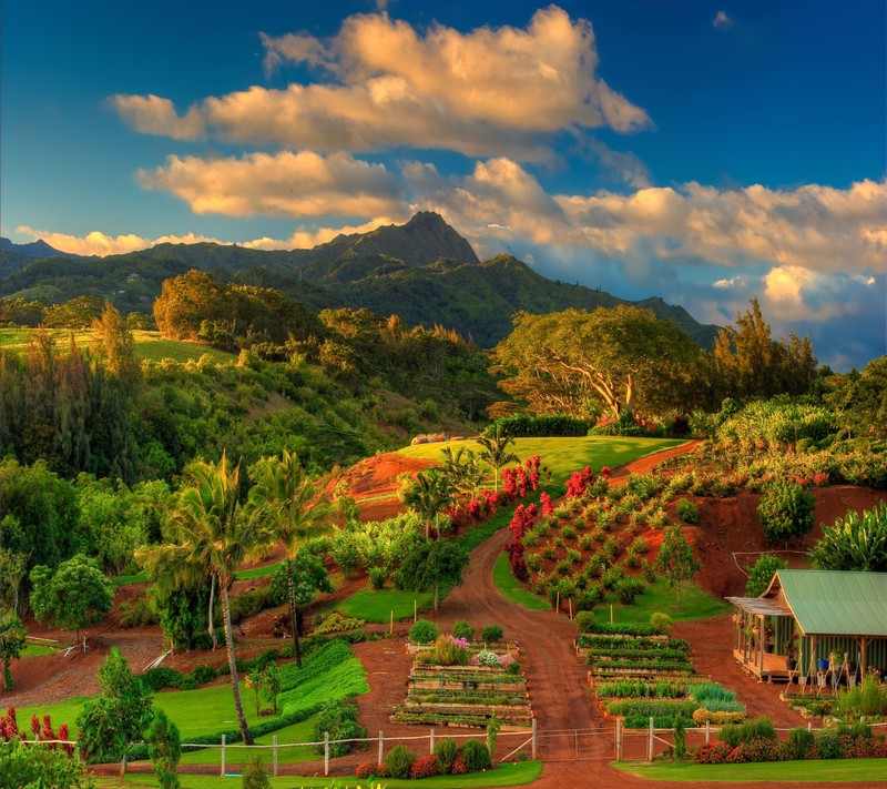 Arabische sicht auf einen bauernhof mit grünem dach und einem berg im hintergrund (hawaii, berg, natur, palme, pfad)