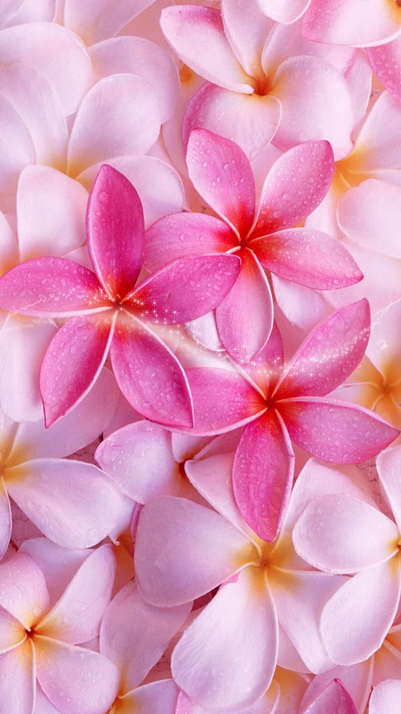 flowers, pink, sparkle, spring wallpaper