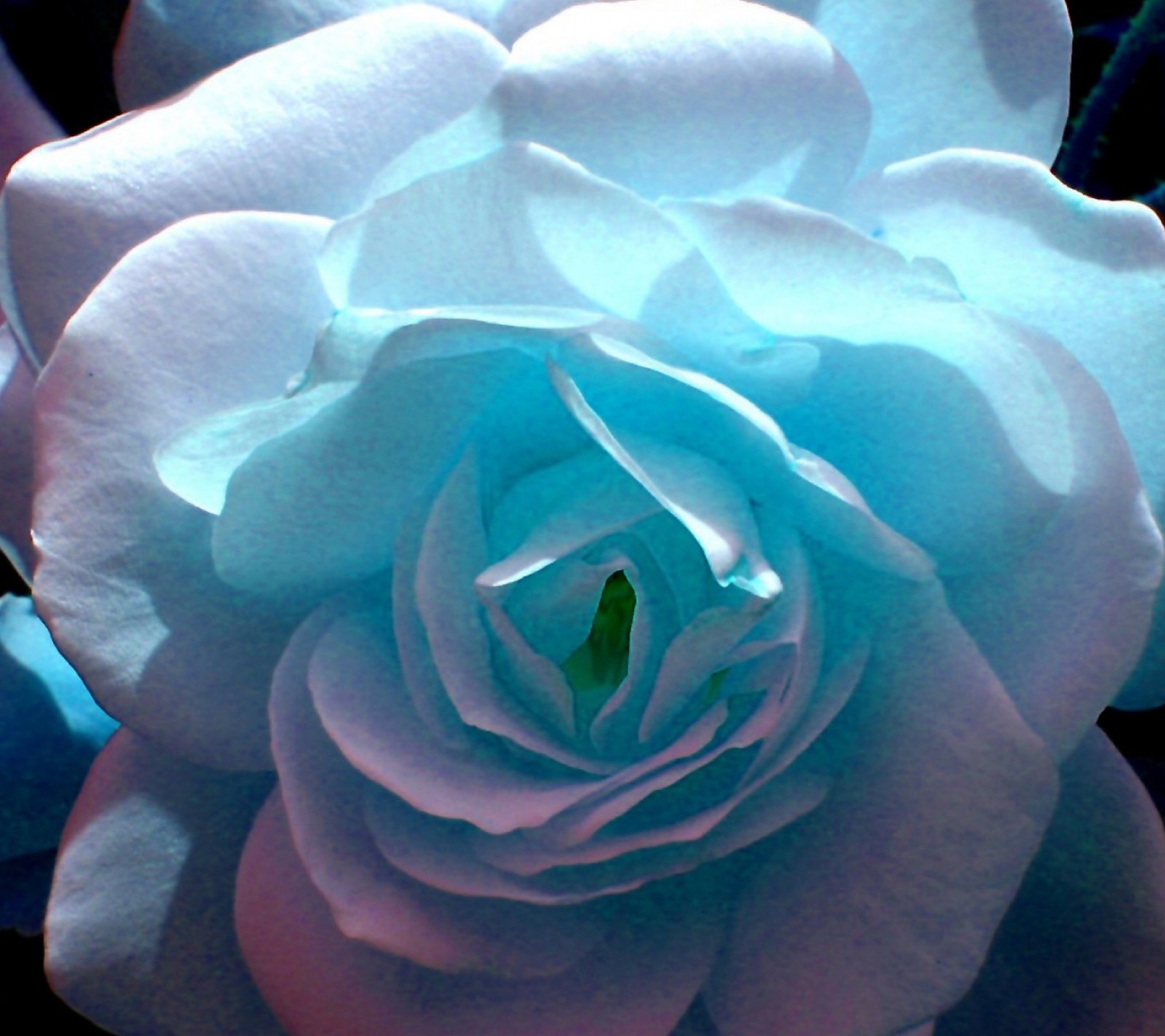 There is a close up of a blue rose with a green center (flower, rose, white)