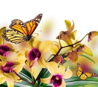 butterfly, flowers, nature, orchid, yellow wallpaper