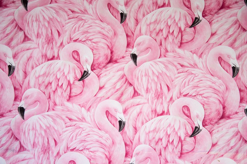 Много розовых фламинго стоят вместе в группе (pink flamingos, картина, перья, красивый, эстетика)