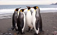 gentoo penguin, king penguin, flightless bird, bird, beak