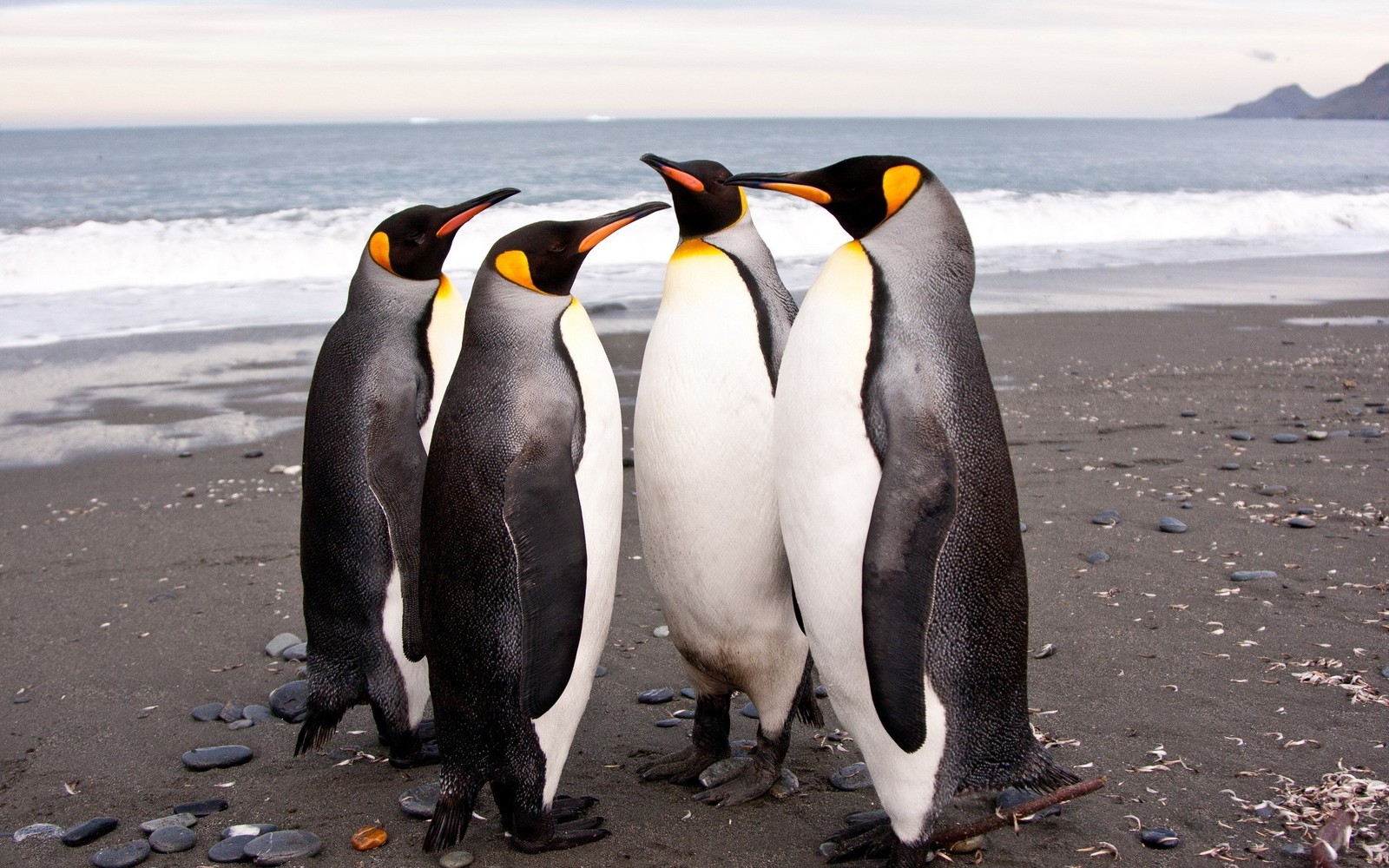 Três pinguins em pé em uma praia ao lado do oceano (pinguim gentoo, pinguim rei, pássaro não voador, pássaro, bico)