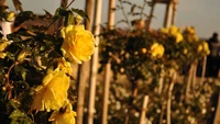 Rosas de jardim amarelas vibrantes na primavera ensolarada