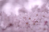 Delicados pétalos de flor de cerezo en suaves tonos rosados