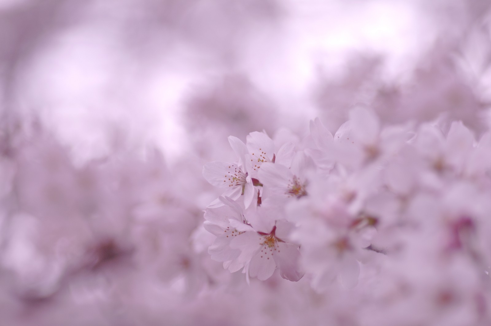 Un primer plano de un montón de flores blancas en un árbol (botánica, rosa, lila, planta, ramo)