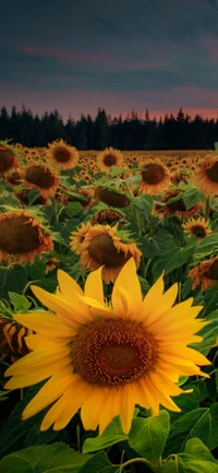 Champ de tournesols vibrant sous le ciel du coucher de soleil