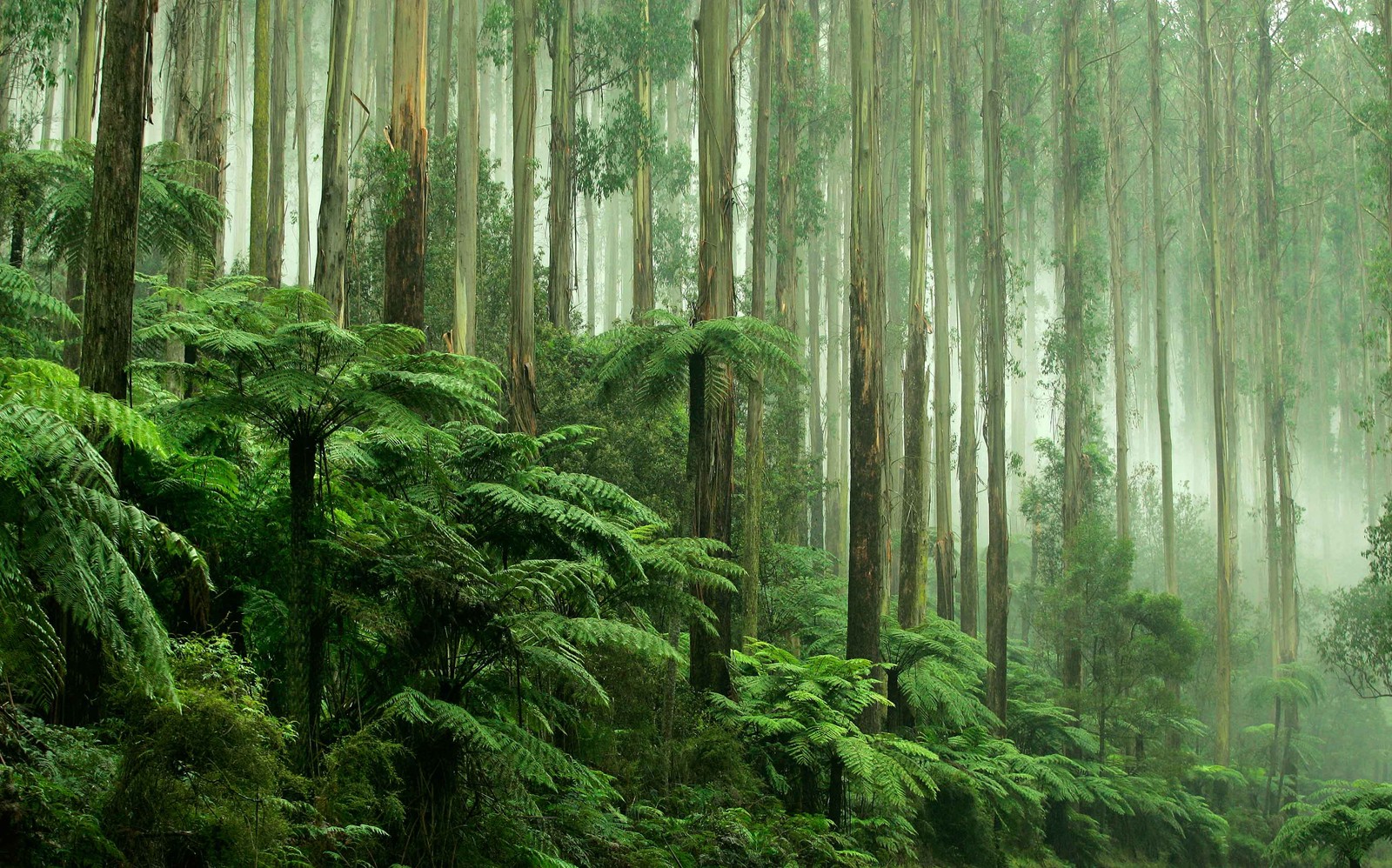 There is a forest with many trees and a bench in it (tropical rainforest, rainforest, forest, vegetation, nature)