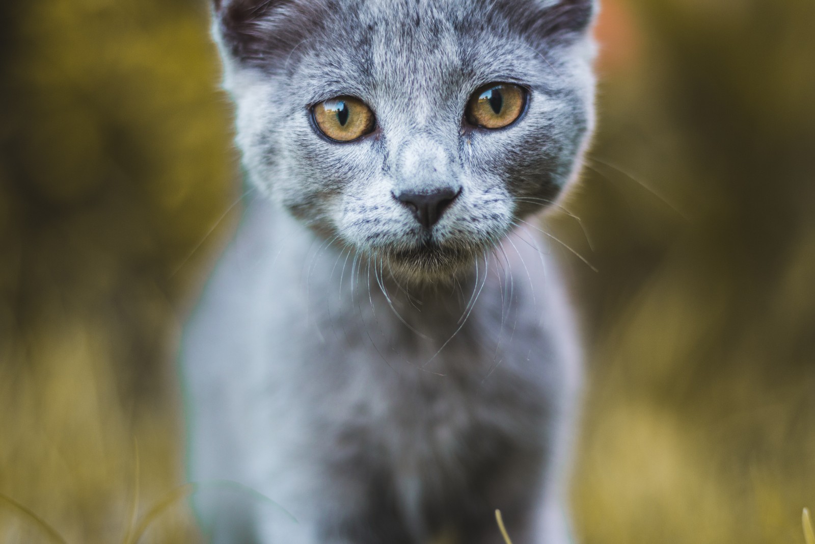 cat, whiskers, felidae, wildlife, terrestrial animal wallpaper