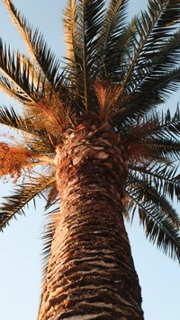 palmier, ciel, plante ligneuse, arbre, feuille