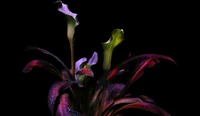 Fleurs exotiques de calla dans une esthétique sombre