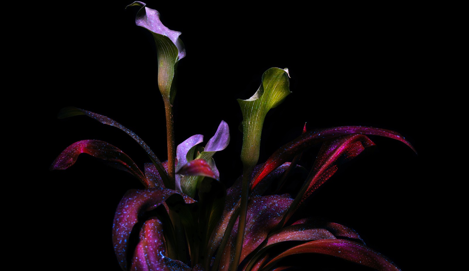 Il y a deux fleurs violettes dans un vase sur une table (calla lily, botanique, floraison, amoled, lierre arum)