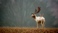 Ein majestätischer Hirsch mit beeindruckenden Geweihen steht anmutig in einer grasbewachsenen Landschaft, begleitet von einem Rehkitz, vor einer ruhigen, nebligen Kulisse.