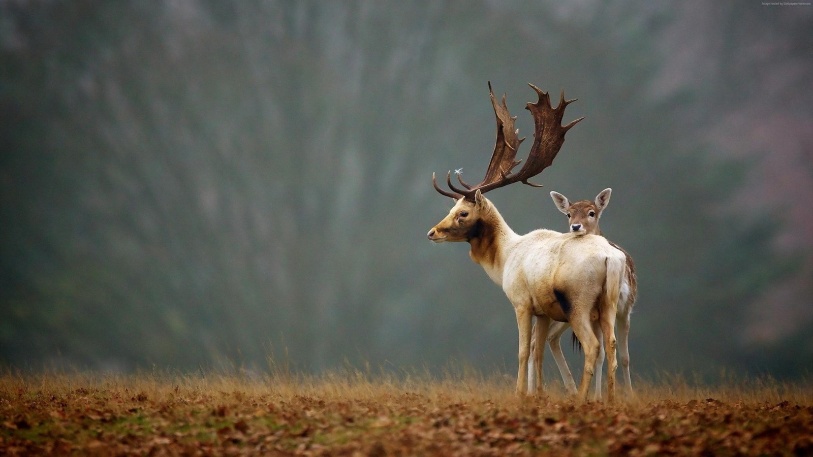 deer, elk, wildlife, antler, terrestrial animal wallpaper