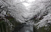 Blühende Kirschbäume säumen einen ruhigen Wasserweg in Japan im Frühling.