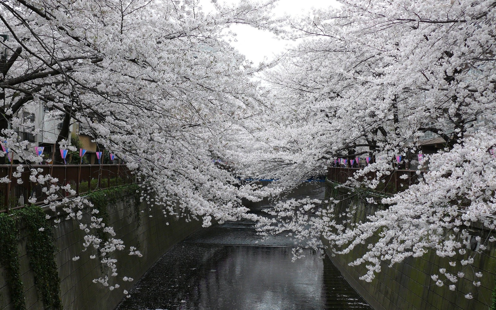 Vue d'une rivière avec un pont et des arbres en fleurs (fleur de cerisier, japon, fleur, floraison, printemps)