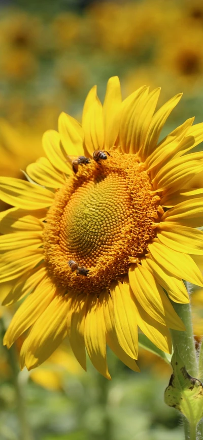 Sonnenblume mit Bestäubern in Blüte