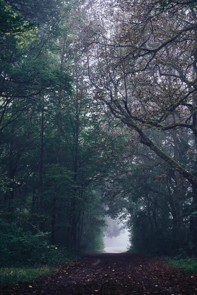 Misty Pathway Through a Lush Deciduous Forest