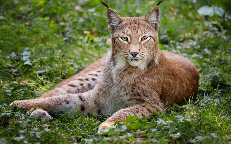 Крупный план рыси, лежащей в траве с открытыми глазами. (felidae, рысь, наземное животное, дикая природа, животное)