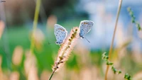 Close-Up of Lycaenid Butterflies on Grasses