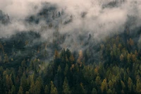 Manhã nevoenta em uma floresta exuberante, exibindo uma mistura vibrante de folhagem perene e outonal em meio a uma paisagem serena e atmosférica.