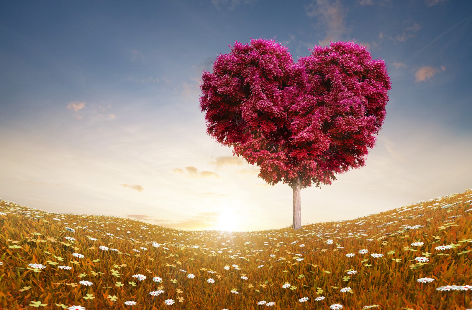 Gros plan d'un arbre en forme de cœur dans un champ de fleurs (cœur, arbre, nature, nuage, amour)