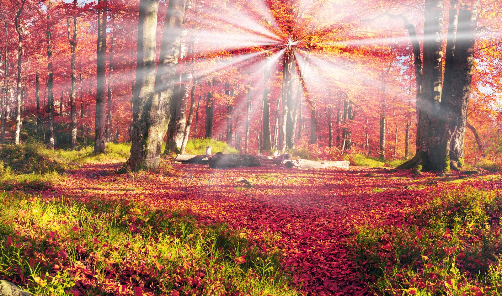 forest, autumn, nature, sunlight, leaf Download Wallpaper