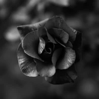 Elegancia monocromática: una rosa en blanco y negro en flor